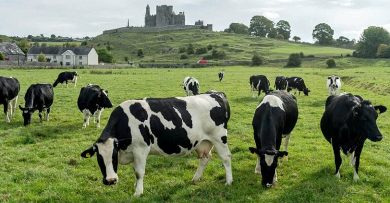 Agricultores irlandeses protestam contra planos de abate de gado para cumprir objectivos climáticos
