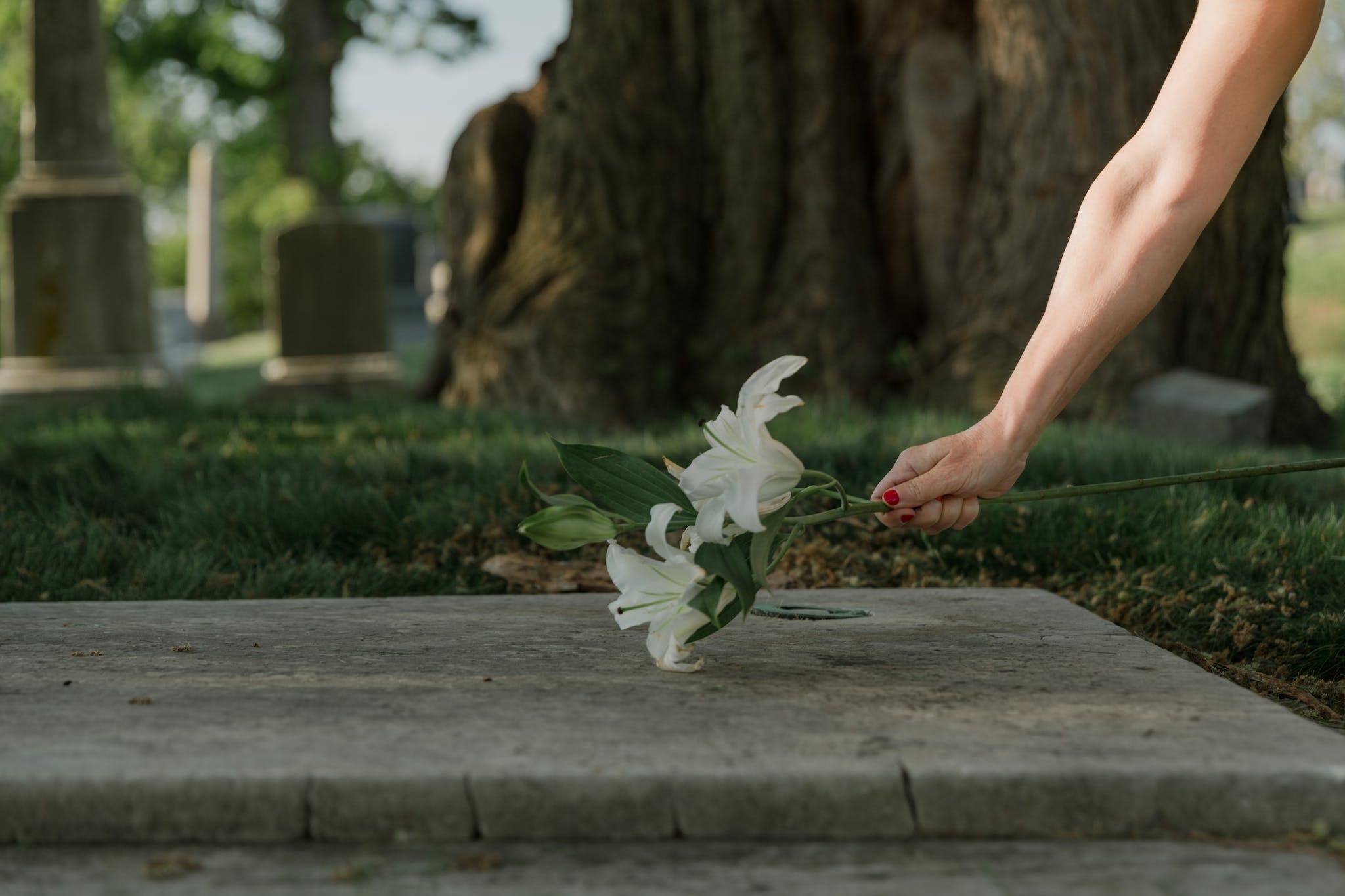Photo of a Person's Hand Offering Lily Flowers