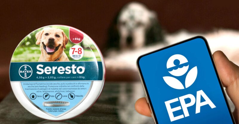 EPA unterließ es, die Sicherheit von Pestiziden in Floh- und Zeckenhalsbändern, die mit 3.000 Todesfällen bei Haustieren in Verbindung gebracht werden, zu ermitteln.