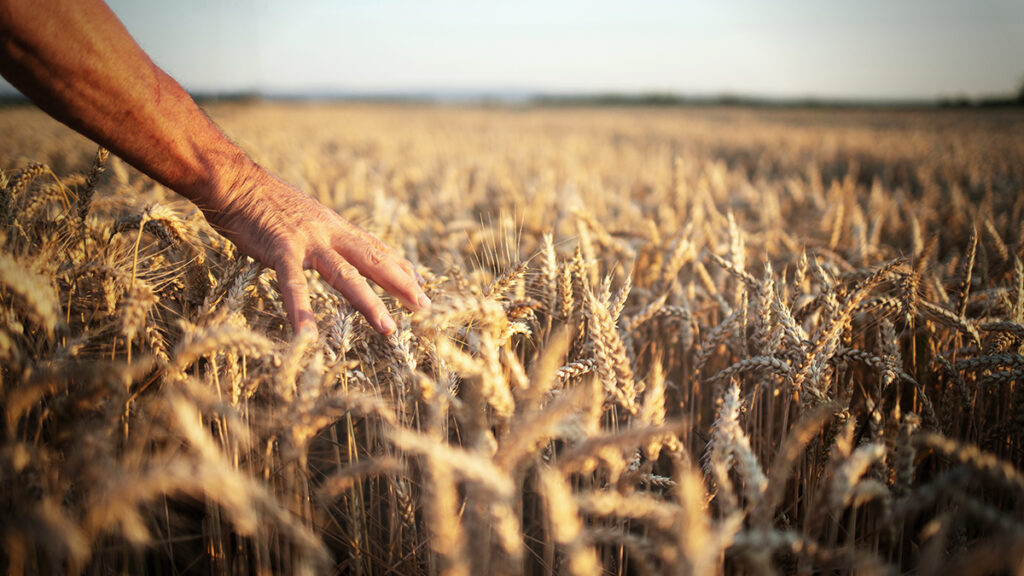 Polnischer Präsident: Ukrainische Landwirtschaft ist in den Händen westlicher Konzerne