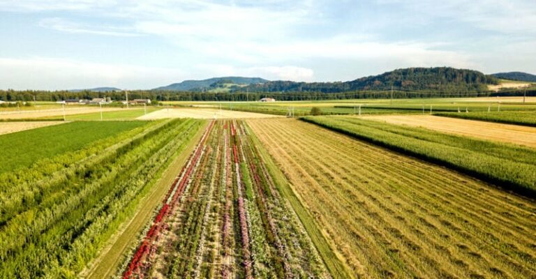 „Renunțarea la monocultură  și gândirea industrială”: Un studiu arată că o agricultură diversificată dă roade pentru oameni și planetă